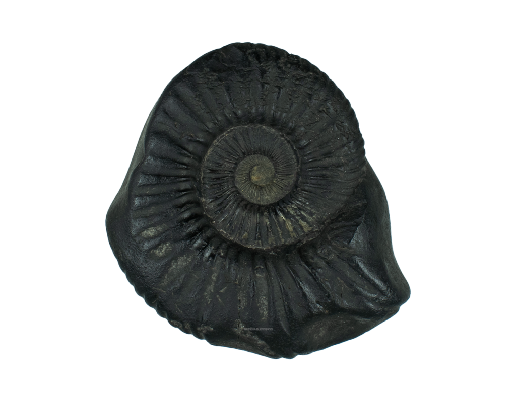 Sarvottam Golden Mahavishnu Sudarshan Chakra Shaligram