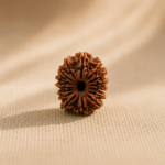 14 Mukhi Rudraksha/Fourteen face Rudraksha - Nepal Bead (23.99 mm)