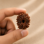14 Mukhi Rudraksha/Fourteen face Rudraksha - Nepal Bead (23.99 mm)
