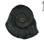 Sarvottam Golden Mahavishnu Sudarshan Chakra Shaligram