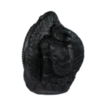 Adbhut Tirupati Balaji Shaligram Idol - XV - Carved on Shaligram