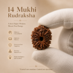 14 Mukhi Rudraksha/Fourteen face Rudraksha - Nepal Bead (23.99 mm)