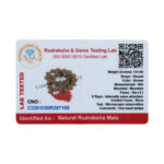 6 Mukhi Rudraksha Kantha / Kartikey Kantha / Six Face Rudraksha Kantha (36+1 Beads)
