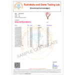 Rudraksha Sarvasiddhi Mala (1-14 Face Gaurishankar & Ganesh Rudraksha) - Nepal Beads