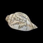 Lord Ram Sita Ji carved in Vamavarti Left hand Shankh