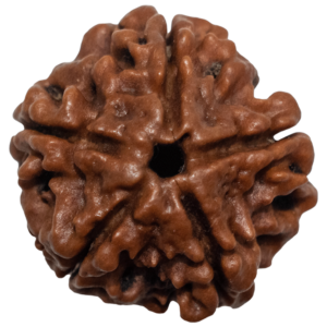 5 Mukhi Rudraksha