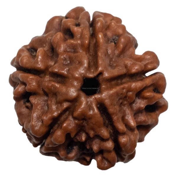 Single Rudraksha