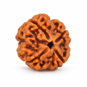 4 Mukhi Rudraksha