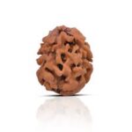 2 Mukhi Rudraksha
