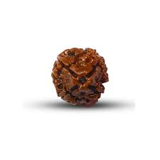 4 Mukhi Rudraksha