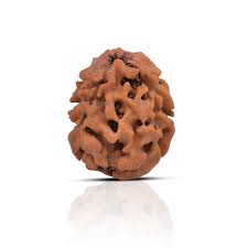 2 Mukhi Rudraksha
