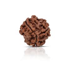 3 Mukhi Rudraksha