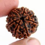 4 Mukhi Rudraksha