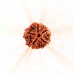 5 Mukhi Rudraksha