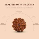 5 Mukhi Rudraksha