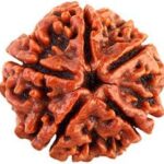 5 Mukhi Rudraksha