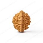 2 Mukhi Rudraksha