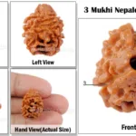 3 Mukhi Rudraksha