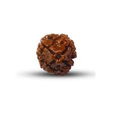 4 Mukhi Rudraksha