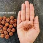 5 Mukhi Rudraksha
