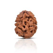 2 Mukhi Rudraksha
