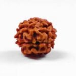 2 Mukhi Rudraksha