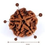 5 Mukhi Rudraksha