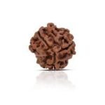 3 Mukhi Rudraksha