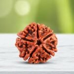 5 Mukhi Rudraksha