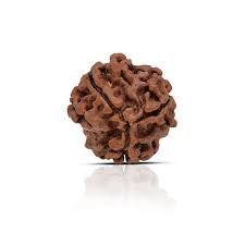 3 Mukhi Rudraksha