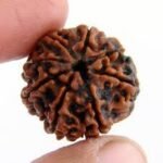 4 Mukhi Rudraksha