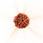 5 Mukhi Rudraksha