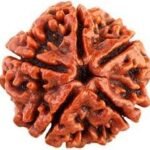 5 Mukhi Rudraksha