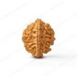 2 Mukhi Rudraksha