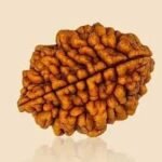 2 Mukhi Rudraksha