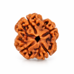 4 Mukhi Rudraksha