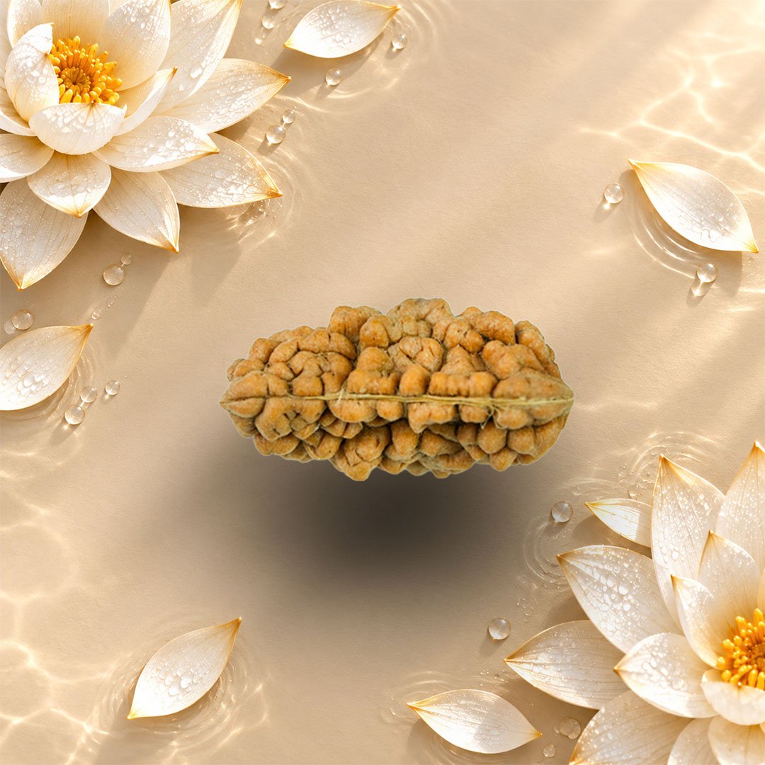 1 Mukhi Rudraksha Top
