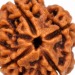 4 Mukhi Rudraksha