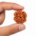 4 Mukhi Rudraksha