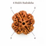 4 Mukhi Rudraksha