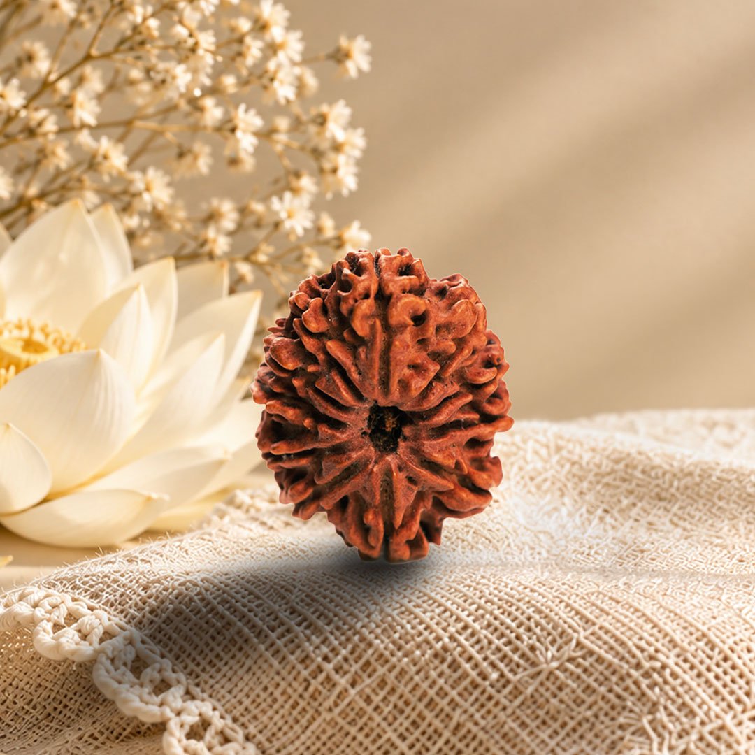 11 Mukhi Rudraksha