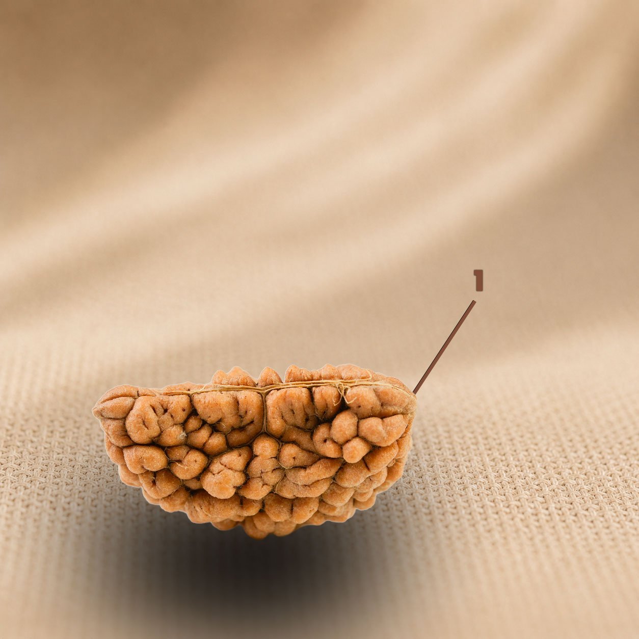 1 Mukhi Rudraksha Identification