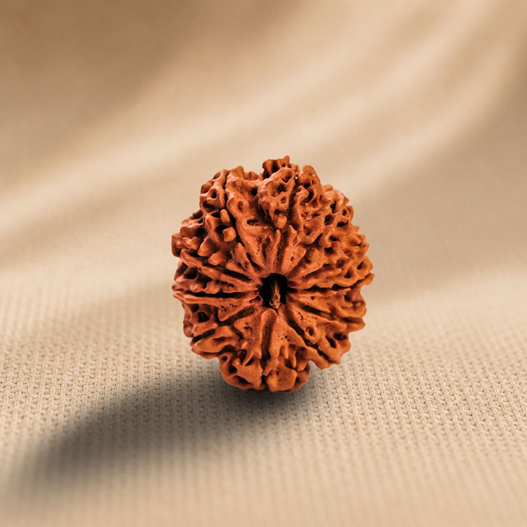 11 Mukhi Rudraksha