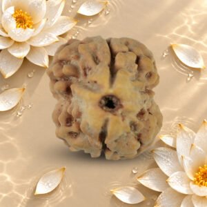 2 Mukhi Nepali Rudraksha