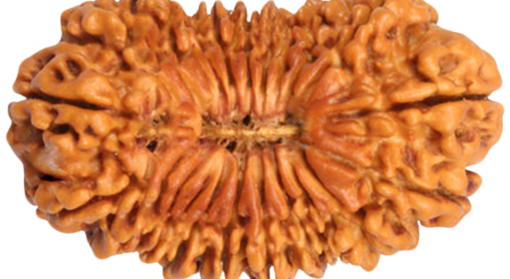 21 mukhi indonesia